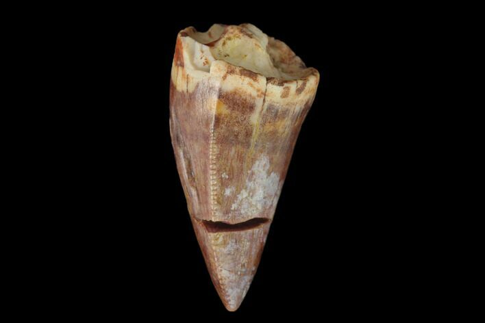Serrated, Fossil Phytosaur Tooth - New Mexico #133343